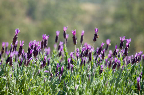 LAVENDER AVONVIEW