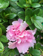 AZALEA ASSORTED Sydney's Plant Market