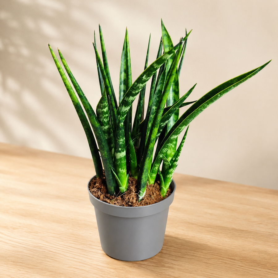 SANSEVIERIA PARVA