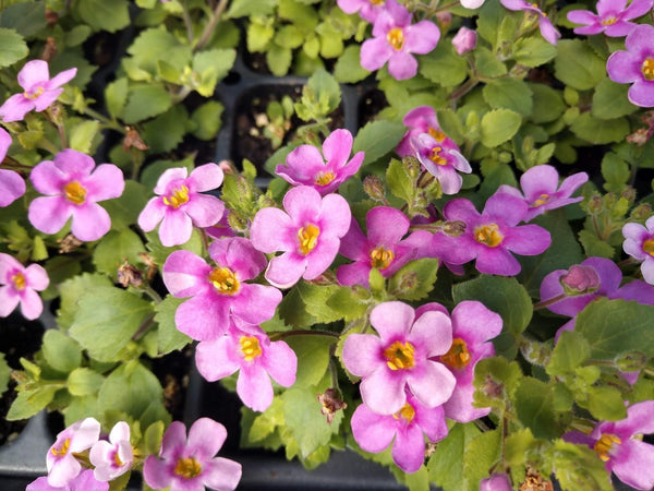 SUTERA BACOPA CORDATA 'MEGACOPA PINK'