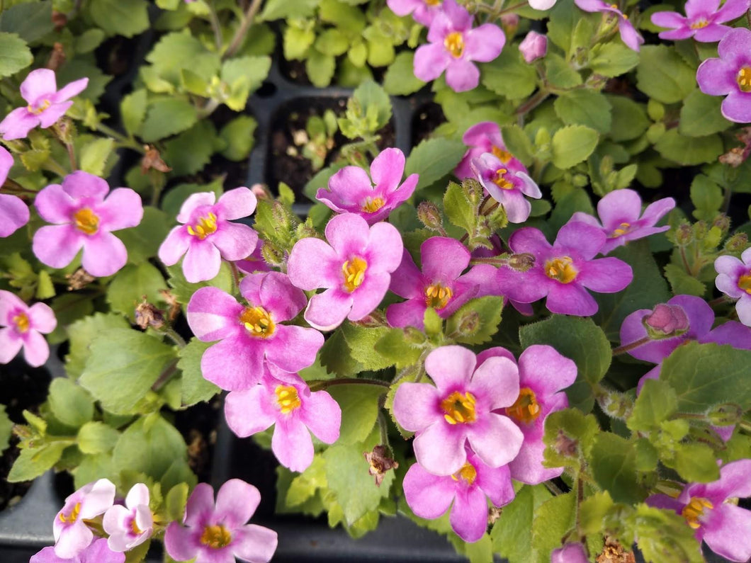 SUTERA BACOPA CORDATA 'MEGACOPA PINK'