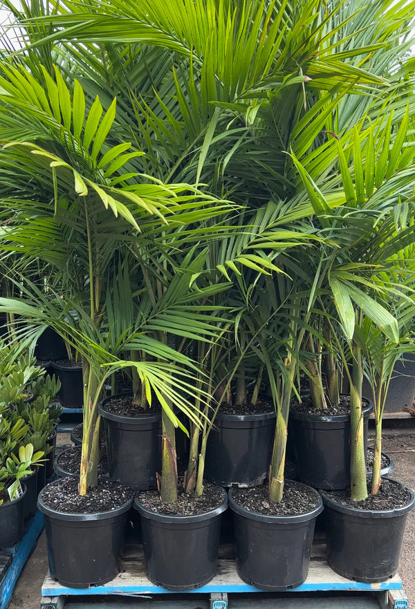 ARCHONTOPHOENIX CUNNINGHAMIANA 'BANGALOW PALM' Sydney's Plant Market