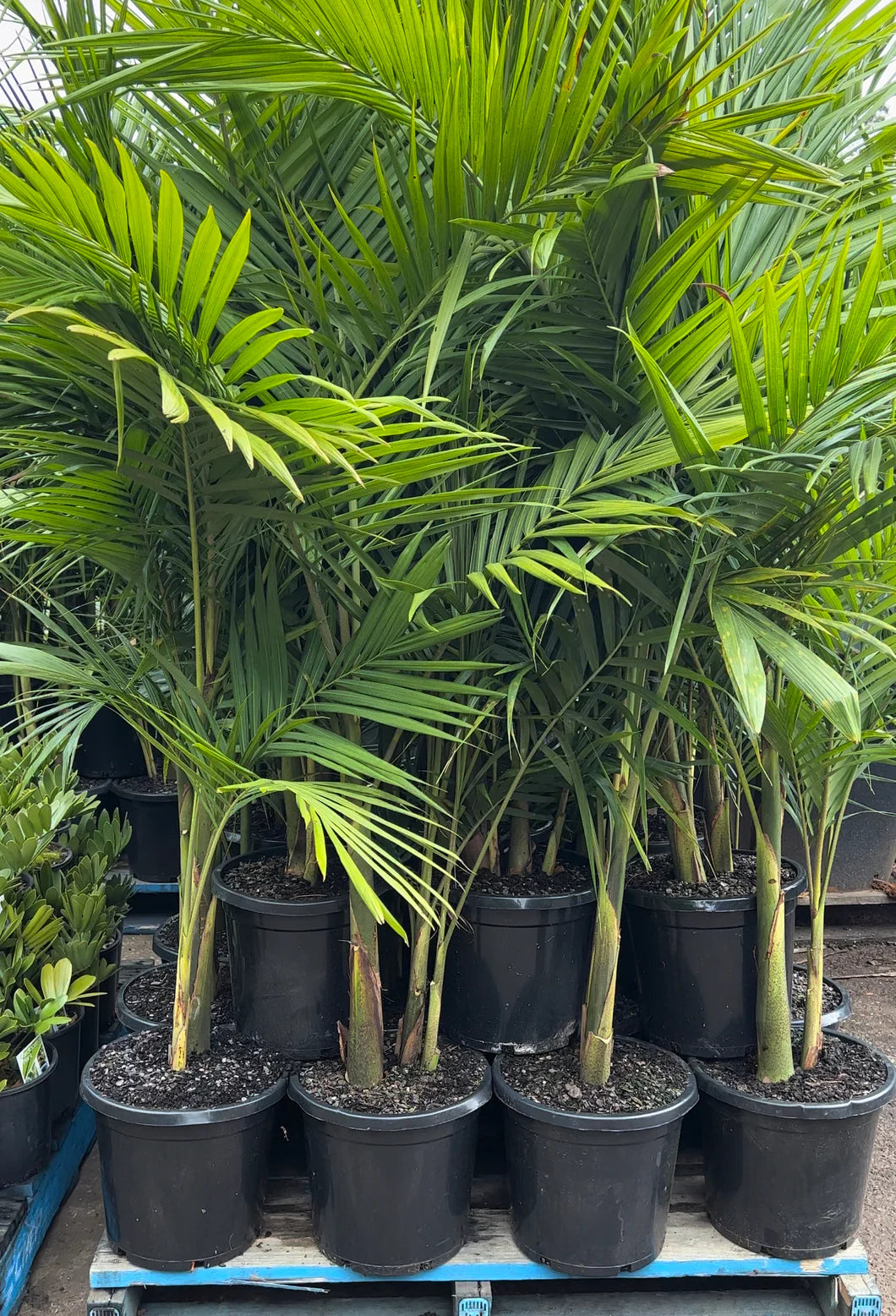 ARCHONTOPHOENIX CUNNINGHAMIANA 'BANGALOW PALM'