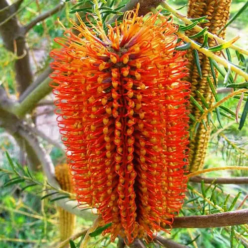 Banksia Ericifolia Sydney's Plant Market