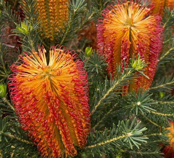 BANKSIA ERICIFOLIA 'RED ROVER'