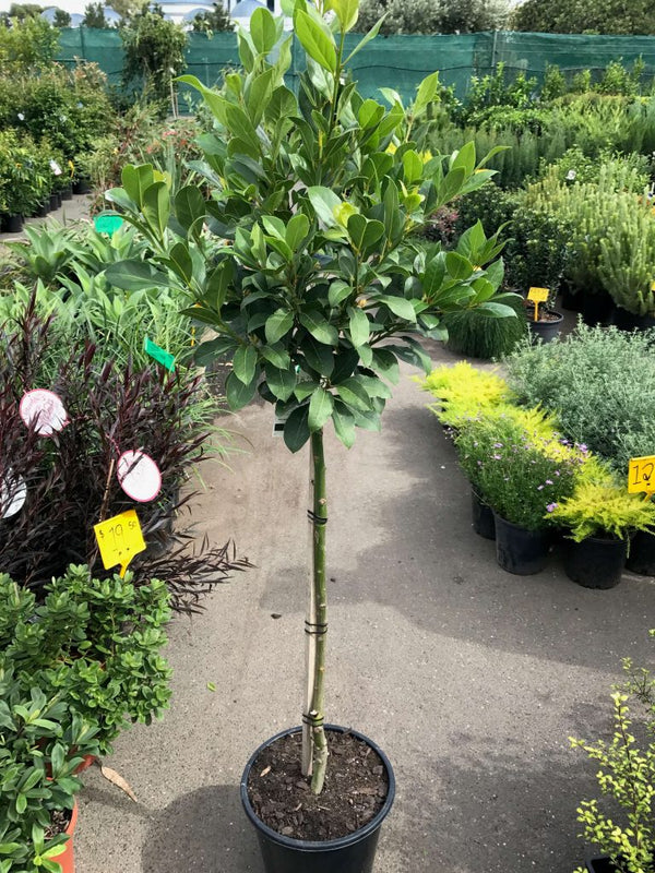 LAURUS NOBILIS BAY TREE STD 250MM Sydney's Plant Market
