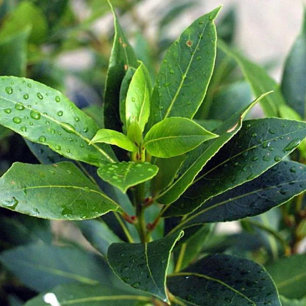 LAURUS NOBILIS 'BABY BAY'