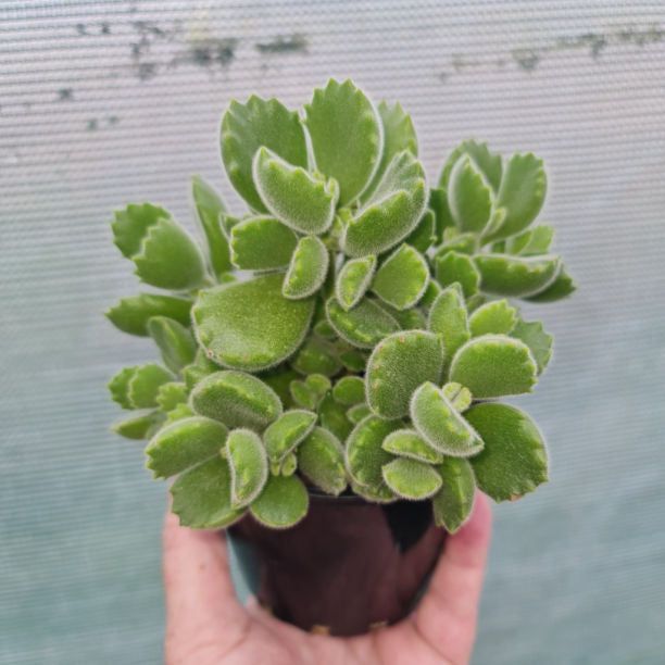 COTYLEDON BEARS PAW GREEN