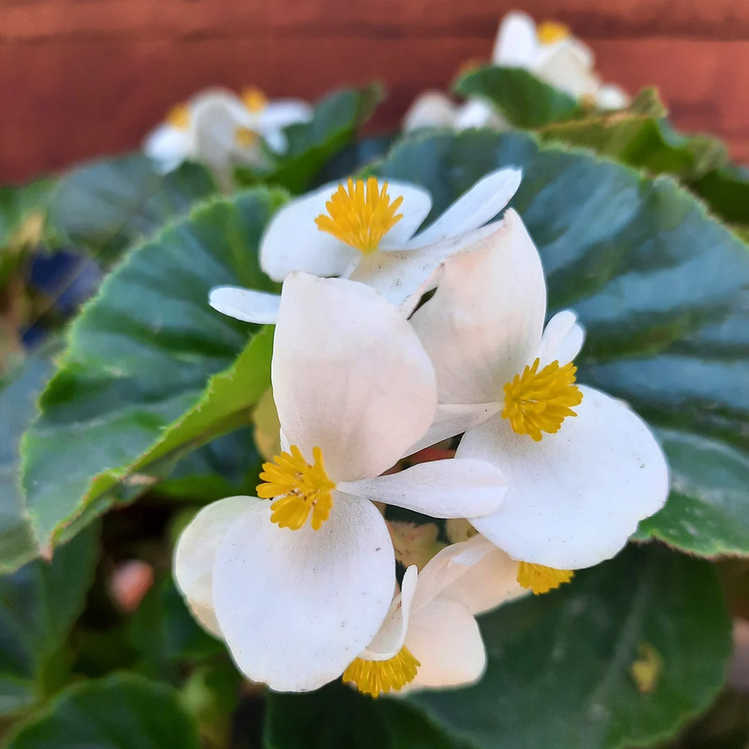 BEGONIA BABY WINGS WHITE