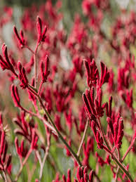 ANIGOZANTHUS KANGAROO PAW 'BIG RED'