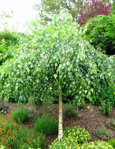 Weeping Birch Sydney's Plant Market
