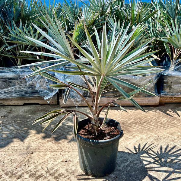 BISMARCKIA NOBILIS PALM Sydney's Plant Market