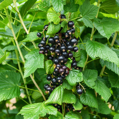 BLACKCURRANT TREE Sydney's Plant Market