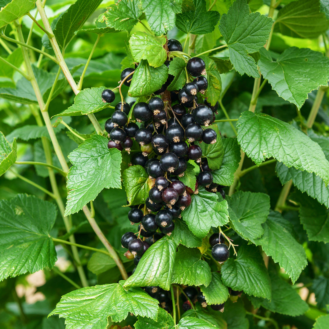 BLACKCURRANT TREE