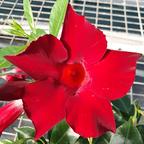 MANDEVILLA 'ALOHA' BURGANDY