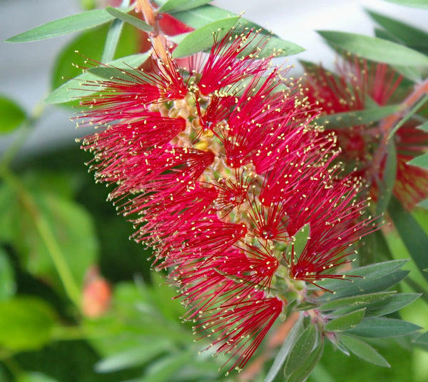 CALLISTEMON SALIGNUS