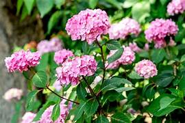 HYDRANGEA ENDLESS SUMMER BLOOM STRUCK Sydney's Plant Market