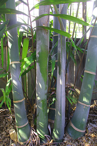 DYPSIS CABADAE - BLUE CANE PALM