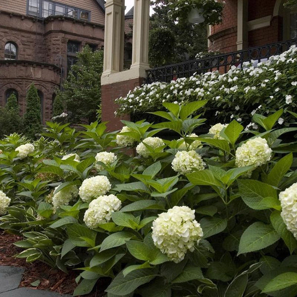 HYDRANGEA ENDLESS SUMMER BLUSHING BRIDE Sydney's Plant Market