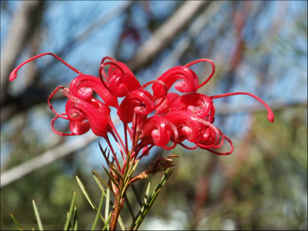 GREVILLEA BON ACCORD