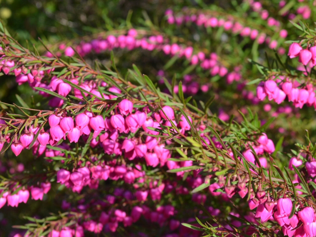 BORONIA HETEROPHYLLA LIPSTICK