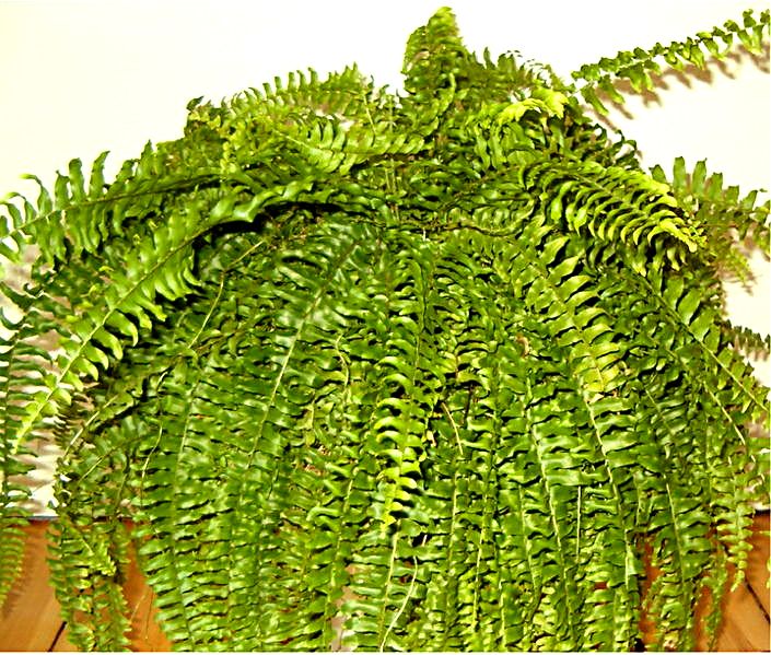 Boston Fern Sydney's Plant Market