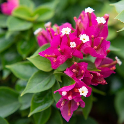 LITTLE BEAUTY BOUGAINVILLEA Sydney's Plant Market