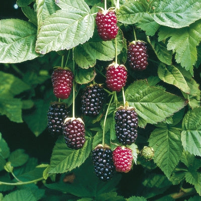 BOYSENBERRY PLANT Sydney's Plant Market