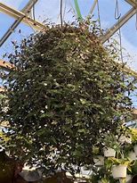 BRIDAL VEIL HANGING BASKETS 170MM