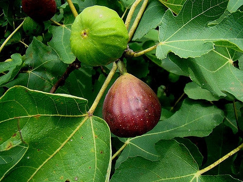 BROWN TURKEY FIG TREE