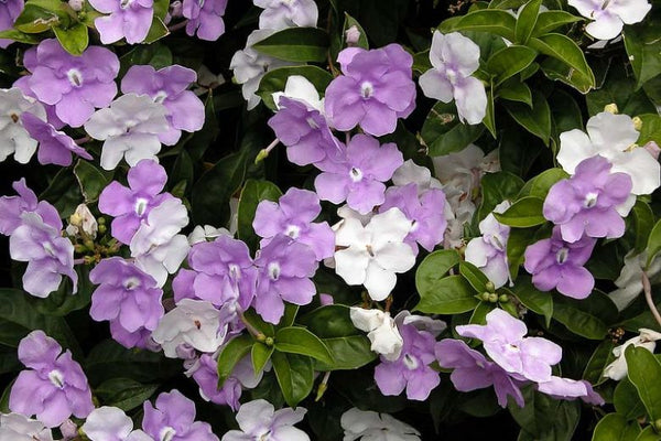 BRUNSFELSIA 'SWEET PETITE' YESTERDAY, TODAY & TOMORROW