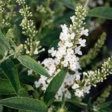 BUDDLEJA 'LEAH WHITE' Sydney's Plant Market