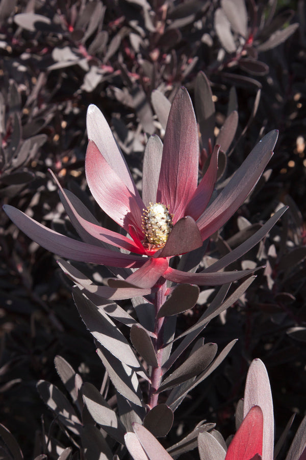 LEUCADENDRON BURGANDY SUNSET