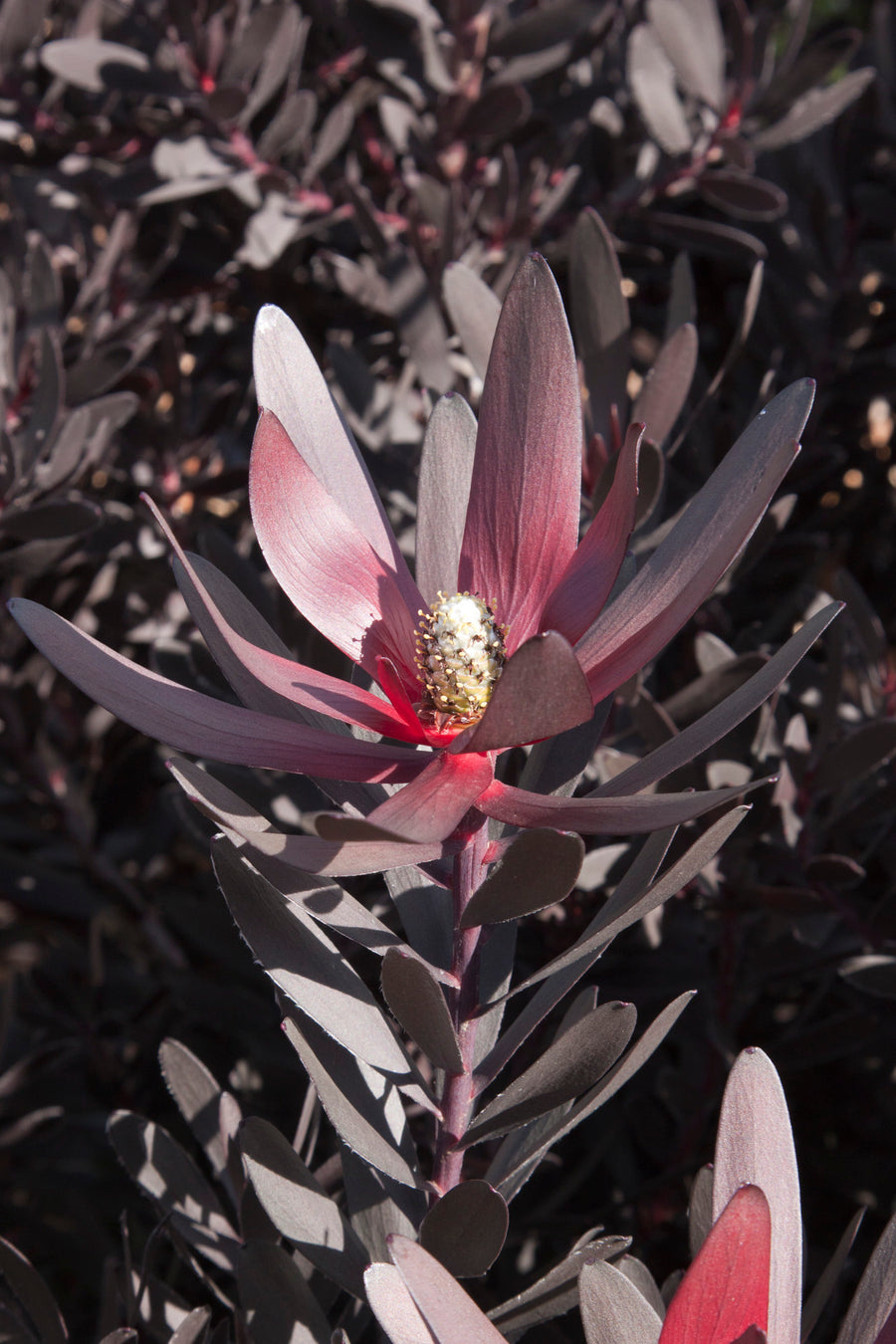 LEUCADENDRON BURGANDY SUNSET