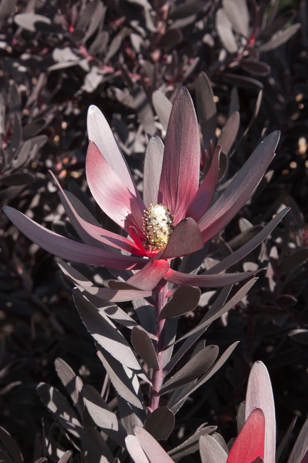LEUCANDENDRON BURGANDY SUNSET