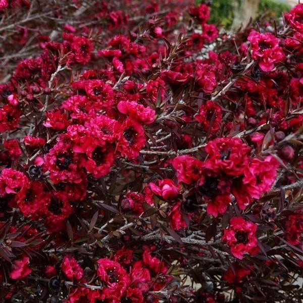 Leptospermum Scoparium - Burgundy Queen Sydney's Plant Market