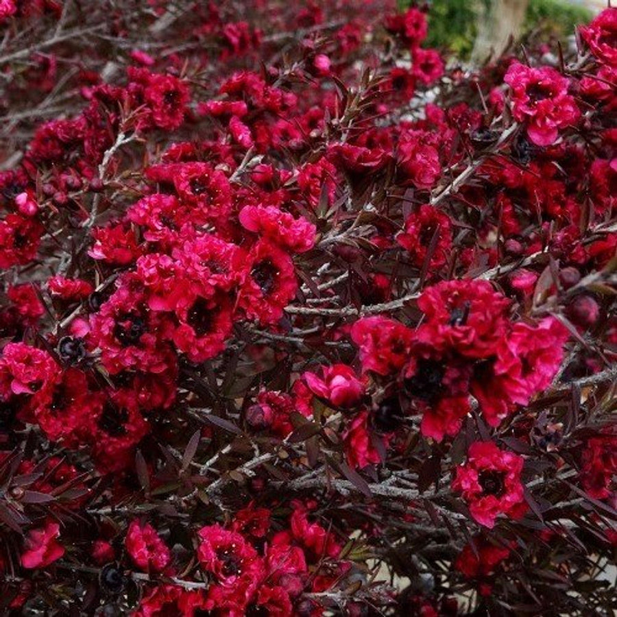 Leptospermum Scoparium - Burgundy Queen Sydney's Plant Market