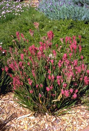anigozanthos hybrid bush pearl - kangaroo paw bush pearl Sydney's Plant Market