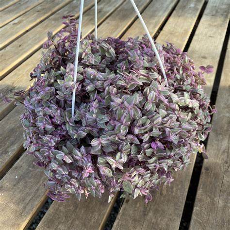 CALLISIA REPENS PINK PANTHER 250MM Sydney's Plant Market