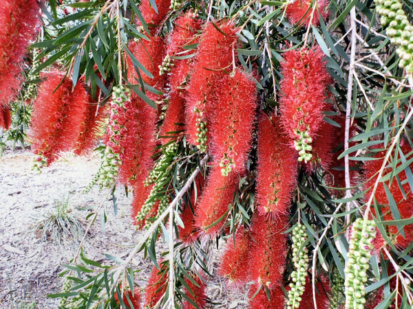 CALLISTEMON 'KINGS PARK SPECIAL'