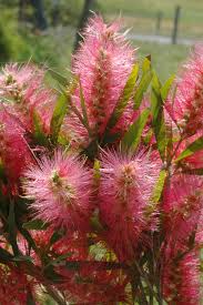 CALLISTEMON CANDY PINK