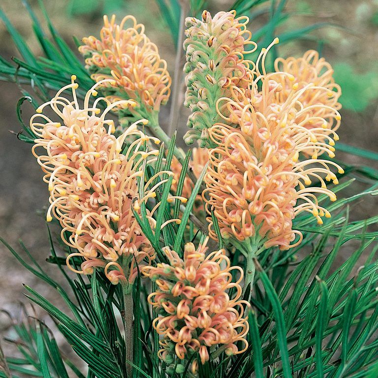 GREVILLEA CALOUNDRA GEM