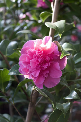CAMELLIA 'DONA HERZILIA DE FRIETAS' Sydney's Plant Market