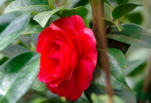 CAMELLIA JAPONICA  BLACK LACE