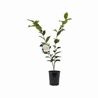 CAMELLIA JAPONICA 140MM Sydney's Plant Market