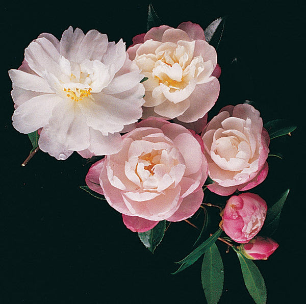 CAMELLIA PARADISE PEARL Sydney's Plant Market