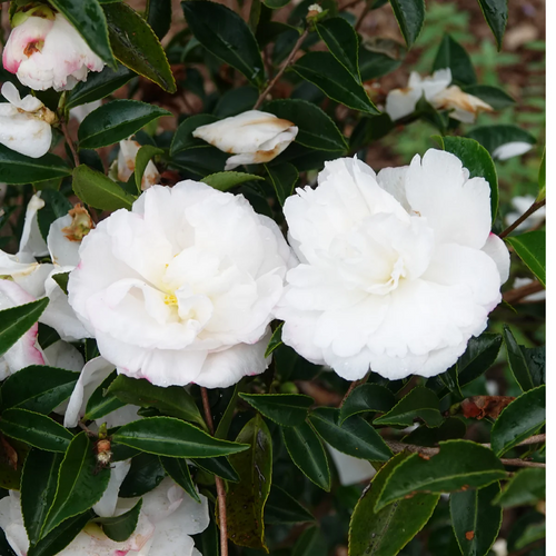 CAMELLIA SASANQUA PURE SILK Sydney's Plant Market