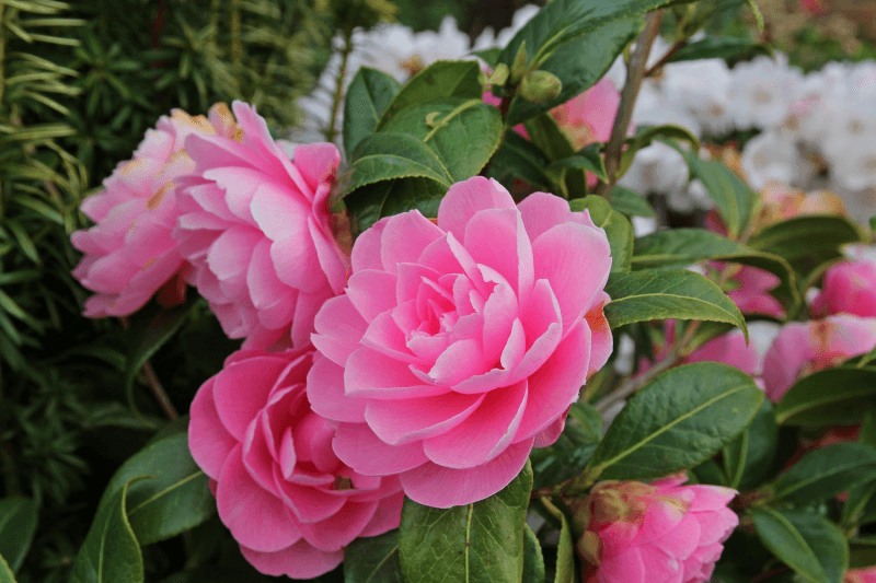 CAMELLIA SASANQUA Sydney's Plant Market