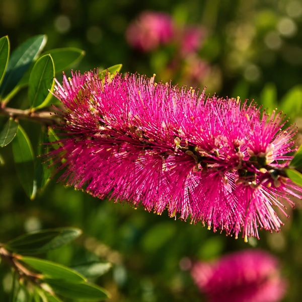 CALLISTEMON 'TAREE PINK'