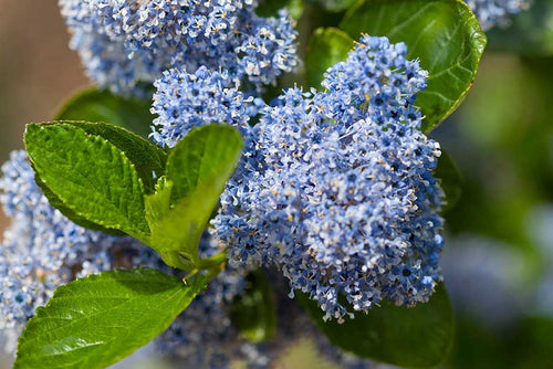 CEANTOTHUS BLUE PACIFIC Sydney's Plant Market